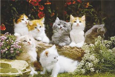 Poster - Baby cats Enmarcado de cuadros